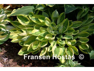 Hosta 